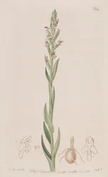 Illustration of Disa bracteata